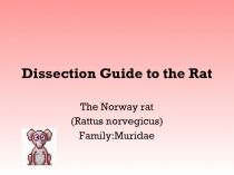 Dissection Guide to the Rat