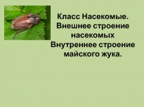 Класс Насекомые. Внешнее строение насекомых Внутреннее строение майского жука