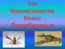 Тип Членистоногие. Класс Ракообразные