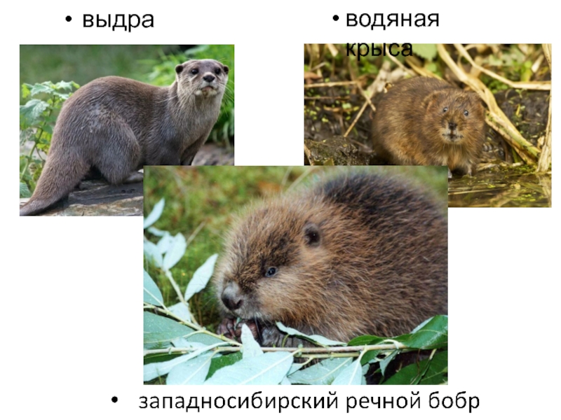 Водяная крыса и ондатра разница фото в сравнении