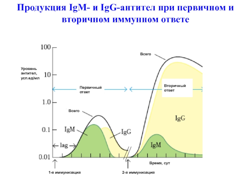 Схема первичный и вторичный иммунный ответ