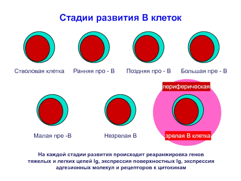 Фазы развития клетки. Стадии развития клетки. Фазы формирования клеток. Этапы формирования клетки.