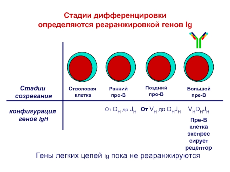 Рост клетки этапы. Этапы дифференцировки клеток. Реаранжировка генов лимфоцитов. Дифференцировка экспрессии Гена. Дифференцировка генов.
