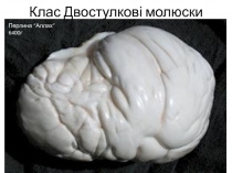 Клас Двостулкові молюски