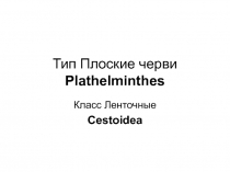 Тип Плоские черви Plathelminthes