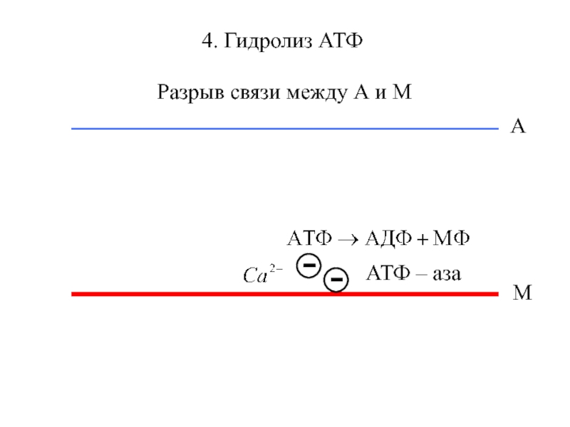 Гидролиз атф. АТФ гидролиз АТФ. Гидролитический разрыв связи. АТФ разрыв связей. Какая связь рвется при гидролизе АТФ.