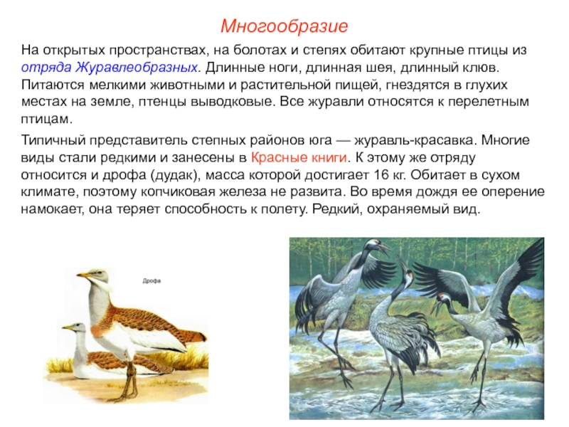 Болотные птицы презентация 7 класс