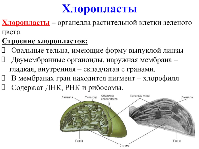 Изображенный на рисунке органоид имеет продолговатую форму