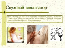 Слуховой анализатор
Цель. Используя знания о строении сенсорных систем,