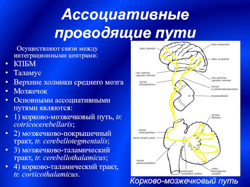 Лекция по теме Проводящие пути (медицина) 