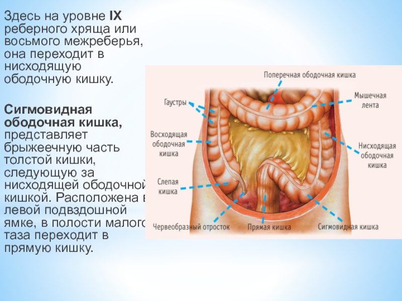 Где сигмовидная кишка находится на рисунке