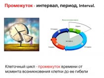 Промежуток - интервал, период, Interval.
Клеточный цикл - промежуток времени от