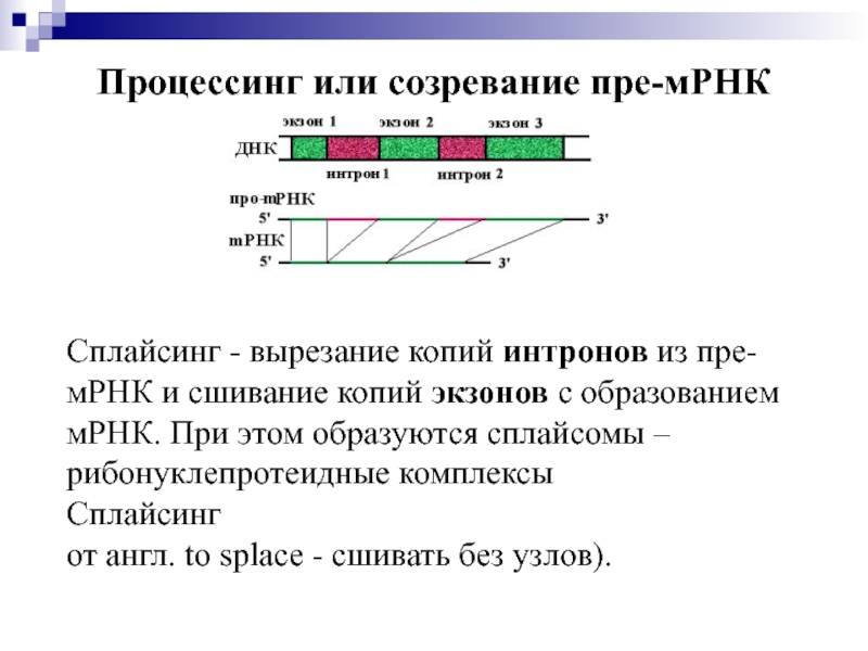 3 созревания рнк. Созревание матричной РНК. Процессинг пре РНК. Процессинг и сплайсинг РНК. Процессинг МРНК схема.