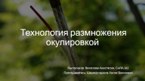 Технология размножения окулировкой