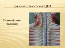 Древние структуры ЦНС