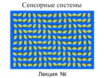 Сенсорные системы
Лекция № 7
