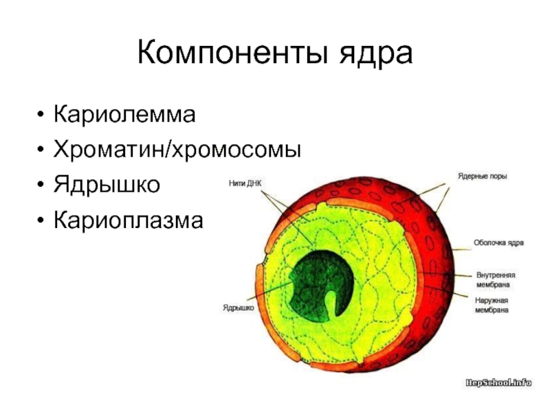 Главным структурным компонентом ядра является. Структурные компоненты ядра кариолемма кариоплазма ядрышко хроматин. Компоненты ядра кариоплазма. Ядерный сок кариоплазма. Основные структурные компоненты ядра.