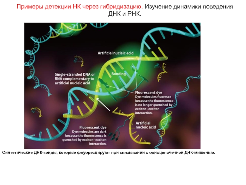 Днк зонд. Зонд это в генетике. ДНК И РНК зонды. ДНК зонды микробиология. Флуоресцентное мечение ДНК.
