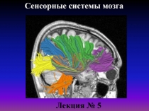 Сенсорные системы мозга
Лекция № 5