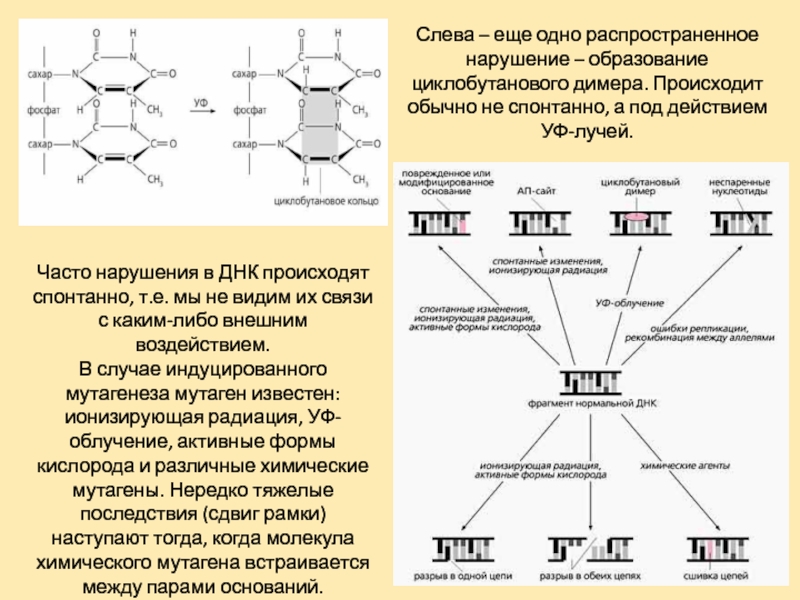 Образуют димеры. Молекулярные механизмы изменчивости. Циклобутановые димеры. Образование димера. Циклобутановые пиримидиновые димеры.