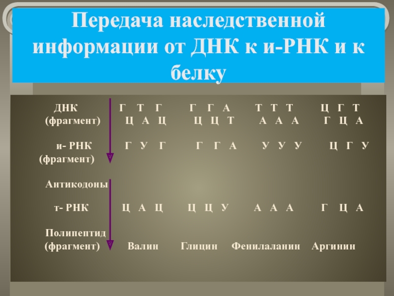 Передача наследственной информации от ДНК к и-РНК и к белку			ДНК