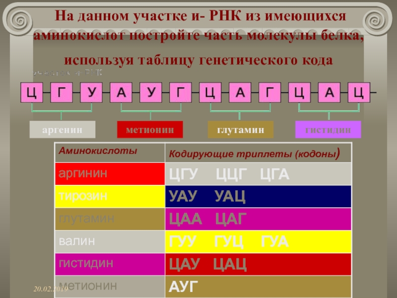 На данном участке и- РНК из имеющихся аминокислот постройте часть молекулы белка, используя таблицу генетического кода