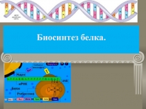 Биосинтез белка