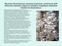 Вёшенка обыкновенная, вёшенка устричная, устричный гриб (Pleurotus ostreatus,