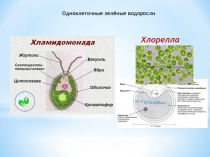 Одноклеточные зелёные водоросли
Хлорелла