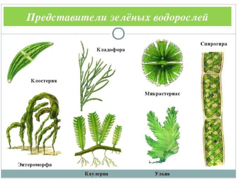 Водоросли низшие растения презентация