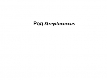 Род Streptococcus