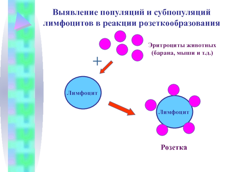 Популяции лимфоцитов. Метод розеткообразования иммунология. Реакция специфического розеткообразования. Метод выявления т-лимфоцитов. Методика определения т и в лимфоцитов крови.