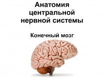 Анатомия центральной нервной системы Конечный мозг