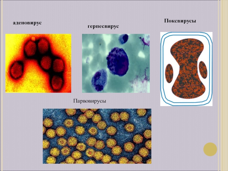 Парвовирус собак презентация