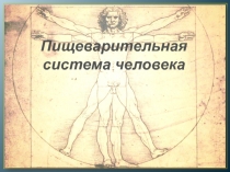 Пищеварительная
система человека