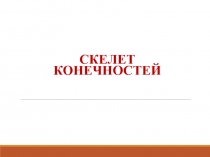 Скелет конечностей