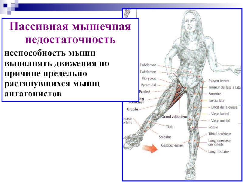 Биомеханика человека проект