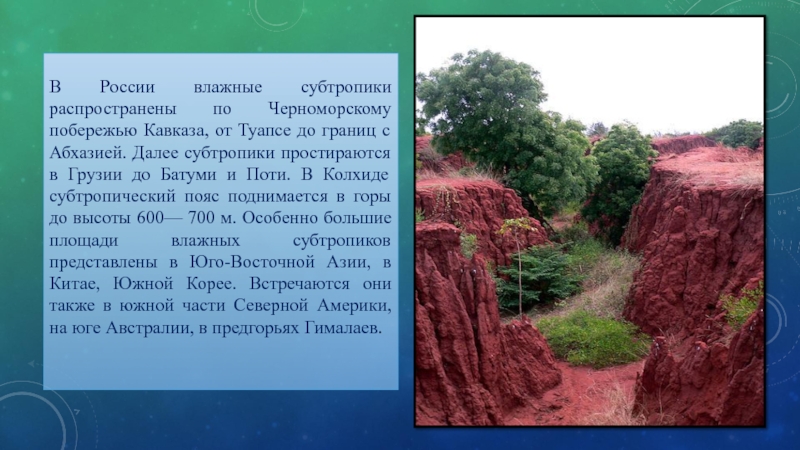 Почва субтропической зоны. Почвы субтропиков. Почвы субтропиков в России. Красноземы в России. Почвы субтропического пояса.