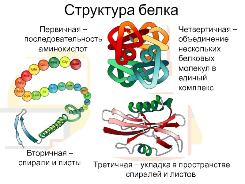 Вторичный белок примеры. Первичная структура белка вторичная структура белка третичная. Первичная структура белковой молекулы рисунок. Первичная структура белка рисунок. Первичная структура белковой молекулы.