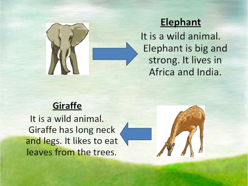 Zoo для презентации. He is an Elephant 3 класс. This is an Elephant перевод. Составить правильное предложение the Elephant is a) big b) bigger.