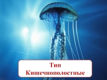 Тип Кишечнополостные