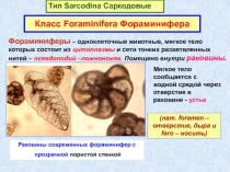 Тип Sarcodina Саркодовые
Класс Foraminifera Фораминифера
(лат. foramen –