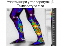 Участь шкіри у теплорегуляції. Температура тіла