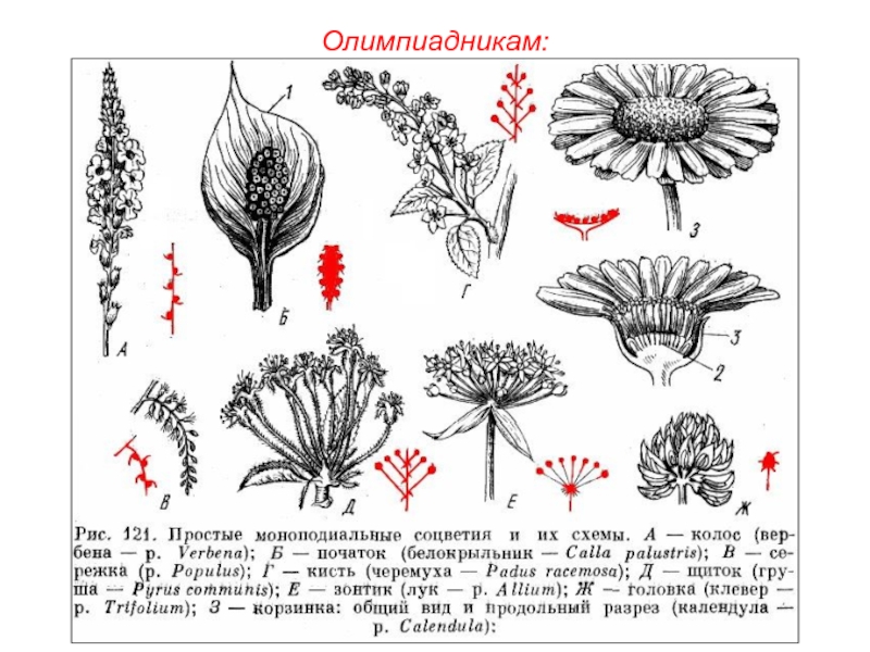 Рассмотрите рисунки на которых изображены схемы соцветий