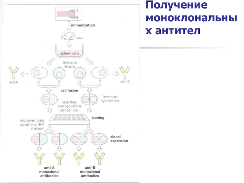 Схема получения моноклональных антител