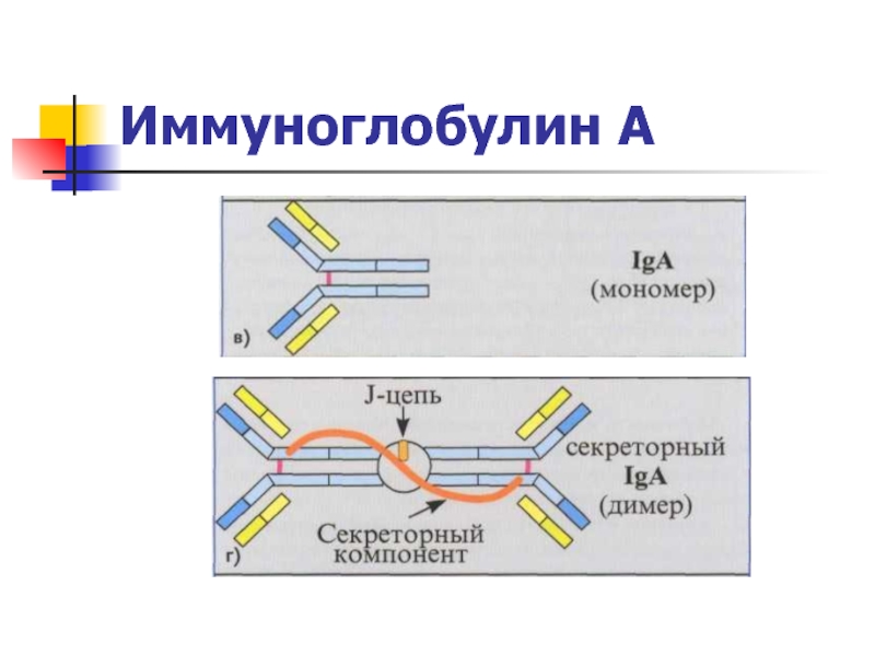 Презентация иммуноглобулины микробиология