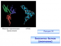 Биосинтез белков (окончание)