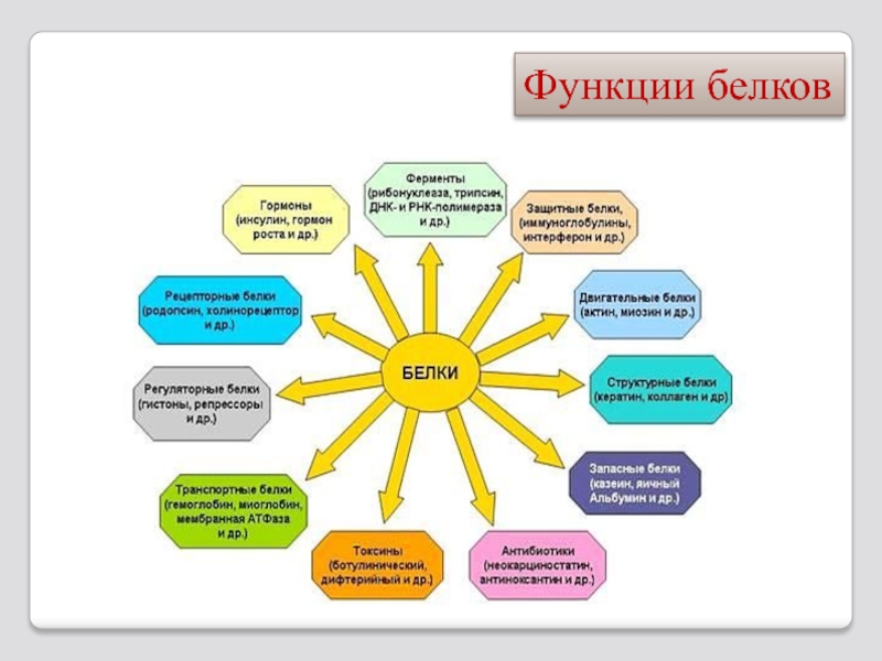 Виды белков картинки