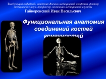 Функциональная анатомия соединений костей конечностей