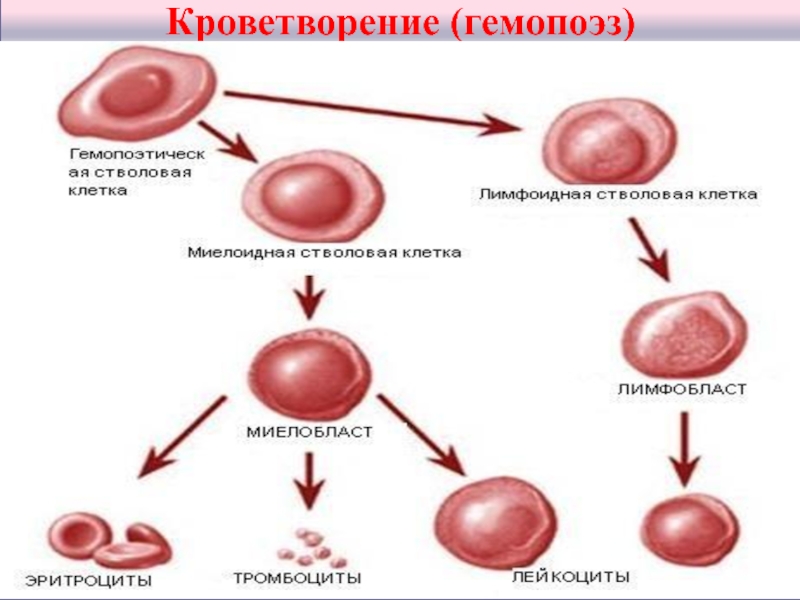 Схема образования клеток крови